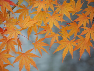 秋　紅葉したモミジの葉