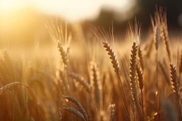 Golden harvest. Wheat field under summer sun. Nature bounty. Ripe wheat crop in countryside. Sunset over fields. Rural farming landscape