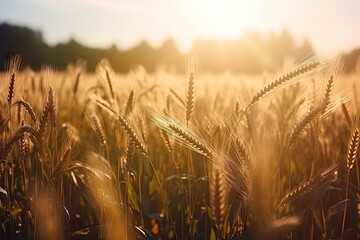 Golden harvest. Wheat field under summer sun. Nature bounty. Ripe wheat crop in countryside. Sunset over fields. Rural farming landscape