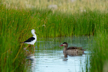 Black-Winged Stilt and Red-Billed Duck Regard Each Other in Namibia Africa
