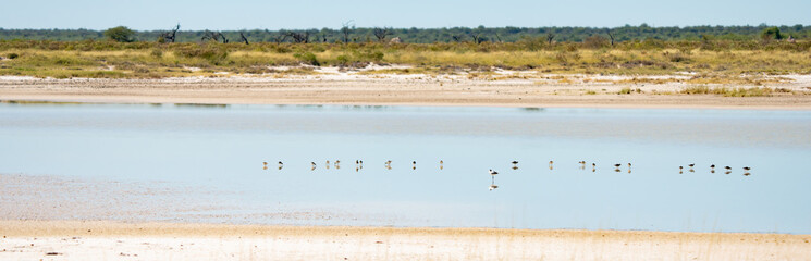 Shorebirds on the Etosha Pan in Namibia Africa