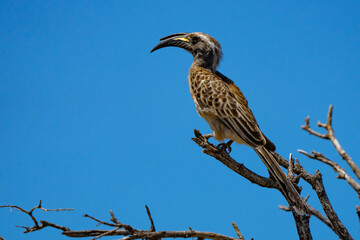 African Gray Hornbill Portrait in  Etosha National Park Namibia Africa