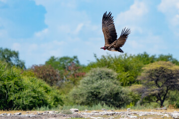 Lappet-Faced Vulture in Flight in  Etosha National Park Namibia Africa