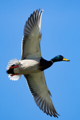 Obraz premium Colorful Mallard Ducks in Flight on a Sunny Day