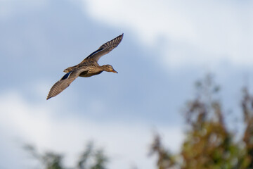 Colorful Mallard Ducks in Flight on a Sunny Day