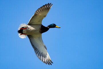 Obraz premium Colorful Mallard Ducks in Flight on a Sunny Day
