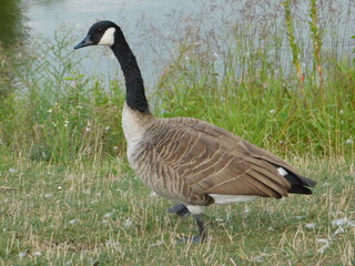 Goose walking by a pond