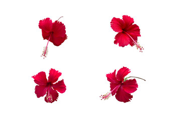 Close-up of a blooming red hibiscus flower isolated on transparent background png file.