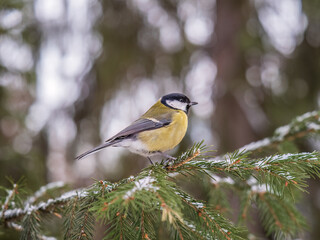 Fototapeta premium Cute bird Great tit, songbird sitting on the fir branch with snow in winter
