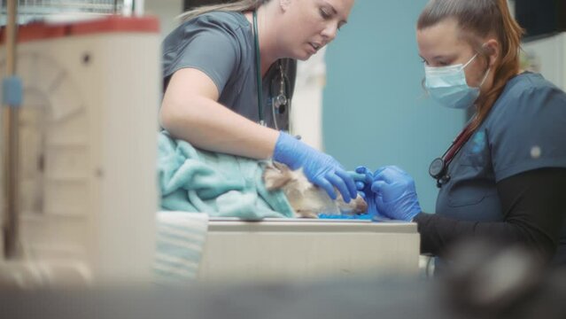 Two veterinarians cleaning a dog's teeth during dental procedure. Slow motion. 