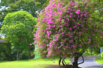 Pink bougainvillea flowers bloom in  garden in the middle of Bangkok, Thailand
