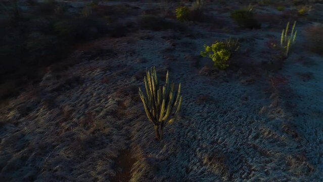 Aerial orbit parallax around desert cactus shrub landscape, cactus illuminated by sunset light rays, spiny columnar cactus 