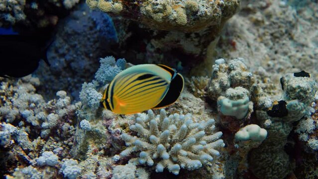Blacktail butterflyfish (Chaetodon austriacus) swimming through red sea corals in Egypt