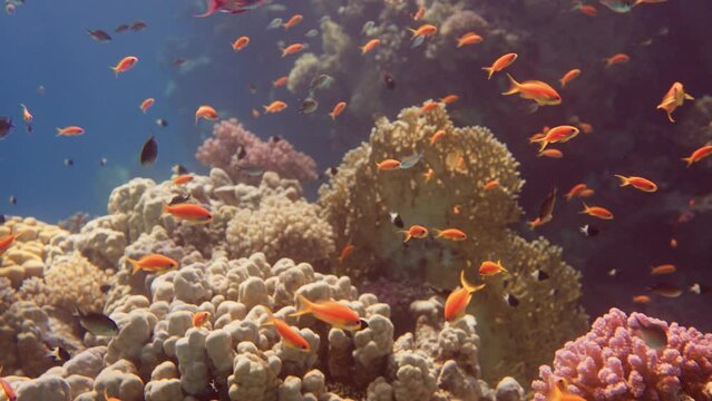 Camera moving towards a schooling of sea goldies (Pseudanthias squamipinnis) in the coral reef of Red Sea, Egypt