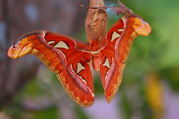 butterfly on flower