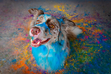 Border collie com pó colorido em seu pelo