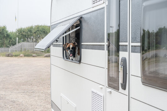 Boxer Dog looking out of window of Caravan Campig on sand dunes near Melbystrand Laholm Sweden coast outdoor Lifestyle