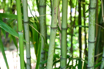 Fototapeta premium Bamboo branches and leaves. Bamboo tree in the forest.