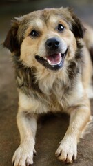 portrait of a german shepherd