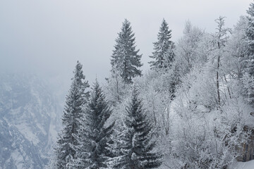 Winter Wonderland: Snowy Pine Trees on Descending Hill