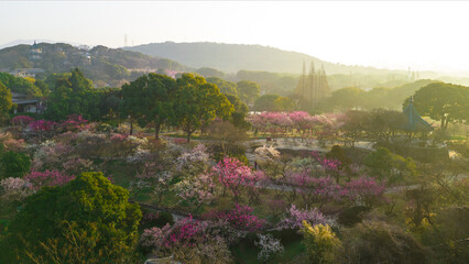 The plum blossom in full bloom of beauty