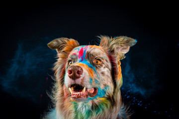 Border collie com pó colorido em seu pelo