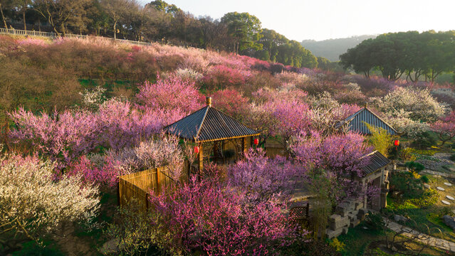 The plum blossom in full bloom of beauty