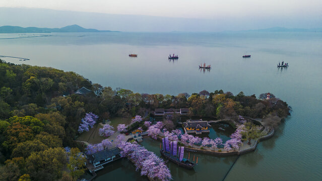 Wuxi turtle head isle cherry blossoms in full bloom of beauty