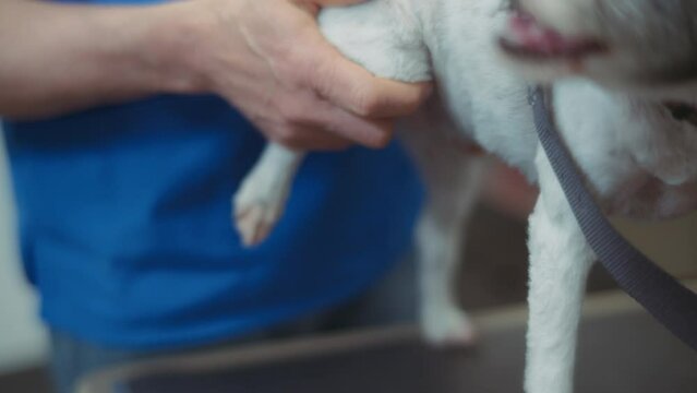 Veterinarian checking dog's back legs at the vet clinic. Slow motion.