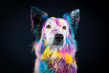 Border collie com pó colorido em seu pelo