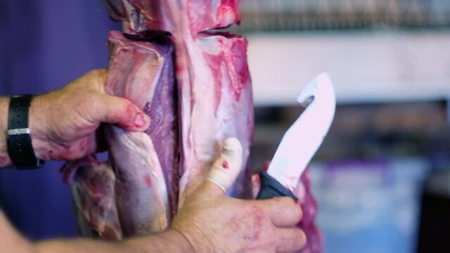 Butcher cuts out venison backstrap from skinned springbuck carcass, closeup