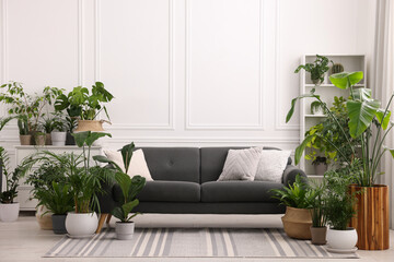 Cozy room interior with different potted green houseplants and comfortable sofa