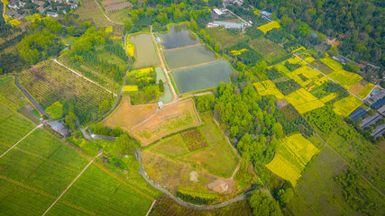 Chung state miles cherry blossoms