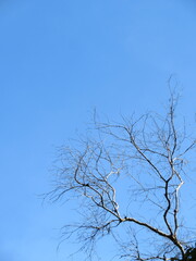 tree against sky