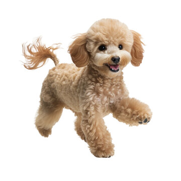 走る小型犬