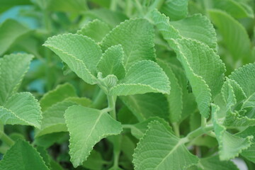 Indian mint plant ,close up view