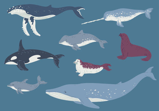 Set of vector illustrations of marine mammals isolated on aquamarine color background