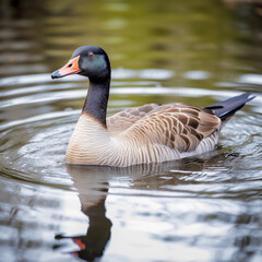 Obraz premium selective focus shot of a canadian goose