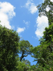 Fototapeta premium forest and sky