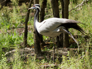 Common crane dancing like a ballerina