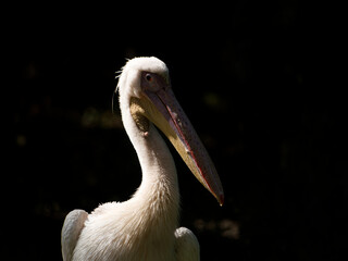 Pelican drying on a bank