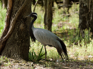 common crane walking in a park