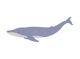 Big whale marine mammal flat style, vector illustration