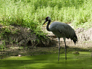 common crane fishing in a damp
