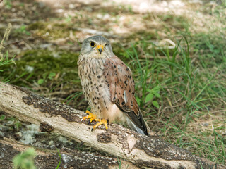 kestrel perched on a branch