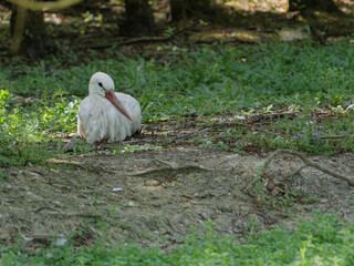 young stork resting in a field