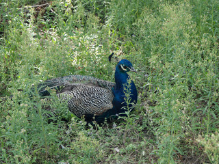 Obraz premium hidden Peacock closup in dried weed
