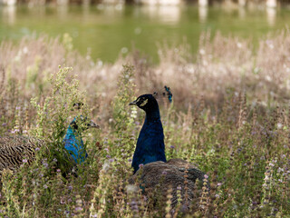 hidden Peacock closup in dried weed