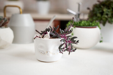 Potted othonna capensis house plant in white ceramic pot and other succulent plants on a table...