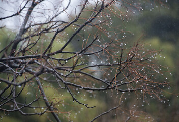 Rain throttle figure captions